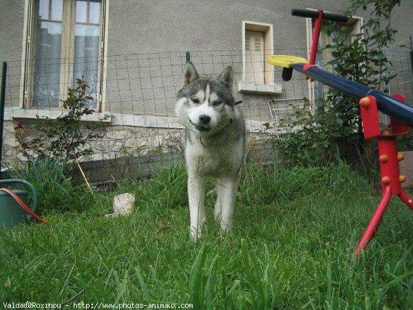 Photo de Husky siberien