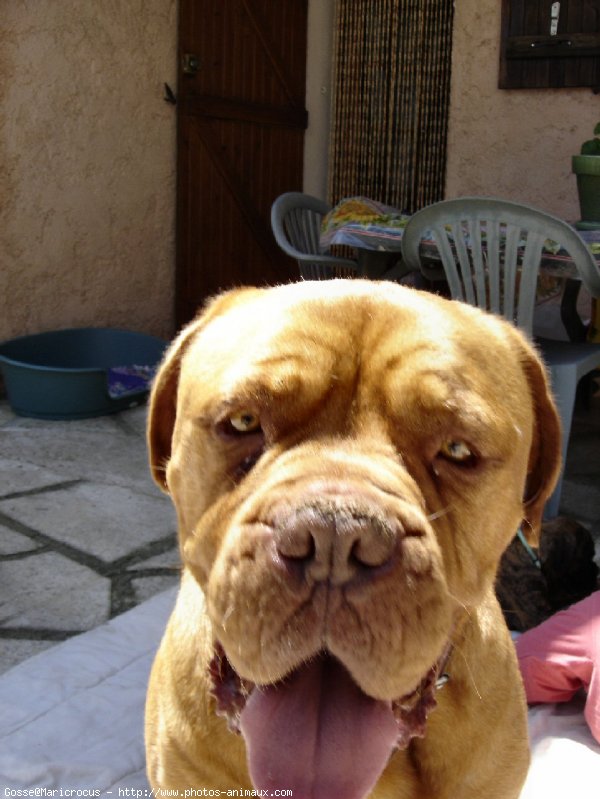 Photo de Dogue de bordeaux