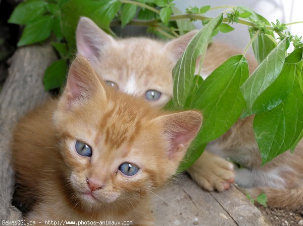 Photo de Chat domestique