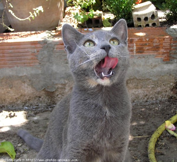 Photo de Chat domestique