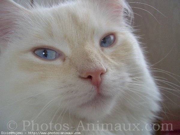 Photo de Ragdoll