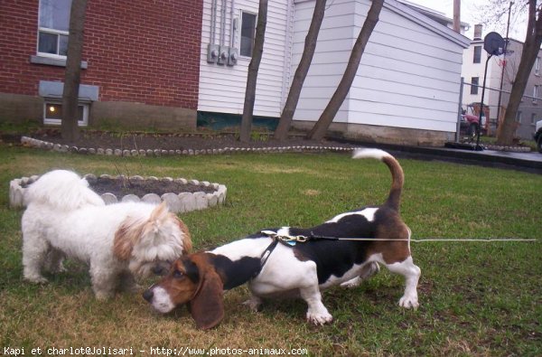 Photo de Races diffrentes