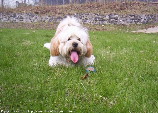 Photo de Lhassa apso