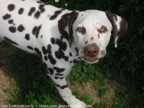 Photo de Dalmatien