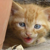 Photo de Chat domestique