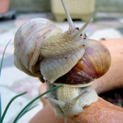 Photo d'Escargot