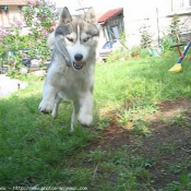 Photo de Husky siberien