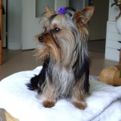 Photo de Yorkshire terrier