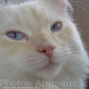 Photo de Ragdoll