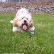 Photo de Lhassa apso