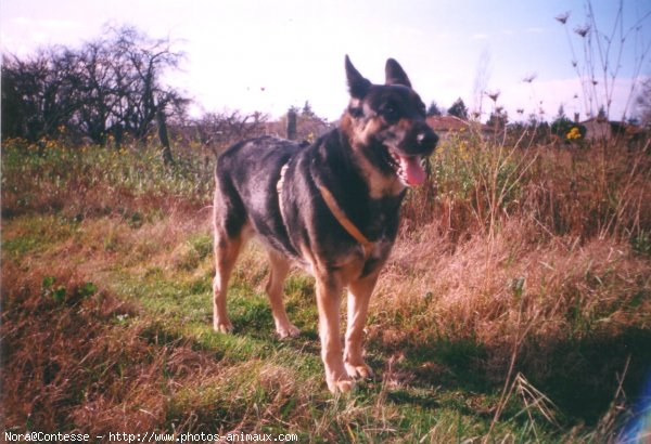 Photo de Berger allemand  poil court