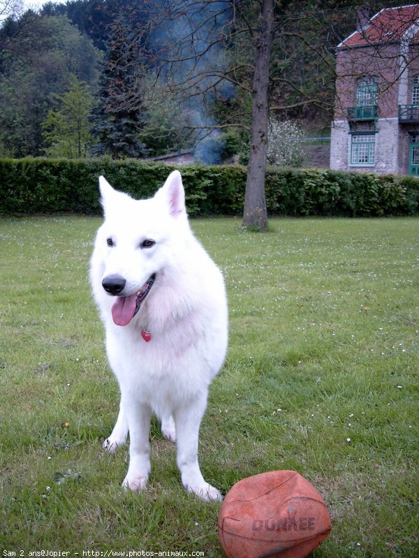 Photo de Berger blanc suisse