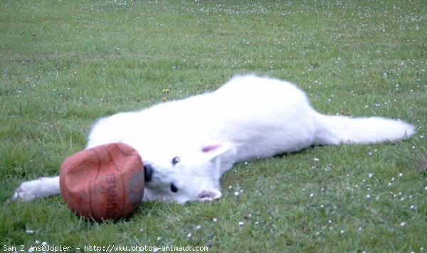 Photo de Berger blanc suisse