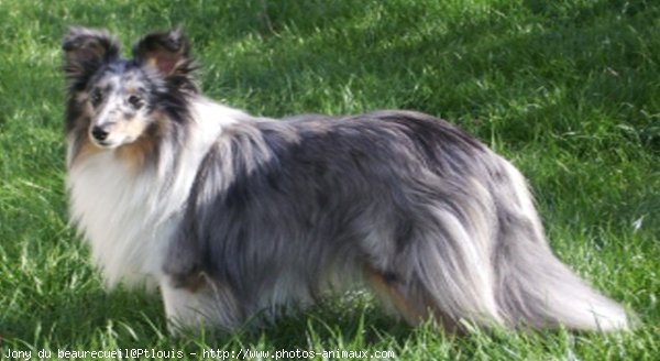 Photo de Chien de berger des shetland