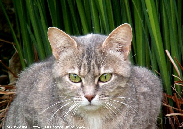 Photo de Chat domestique