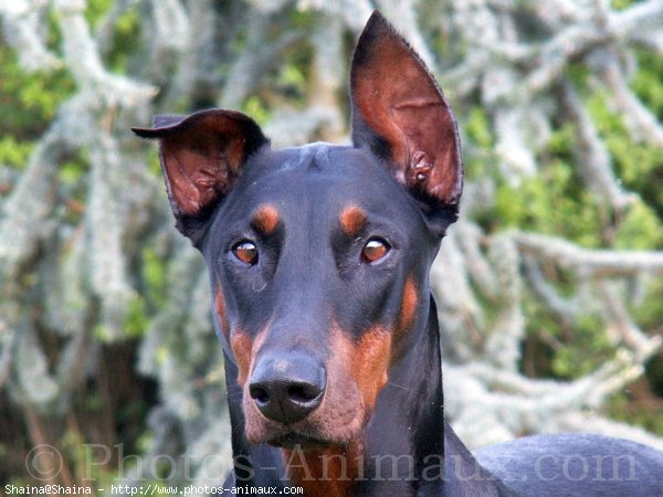 Photo de Dobermann