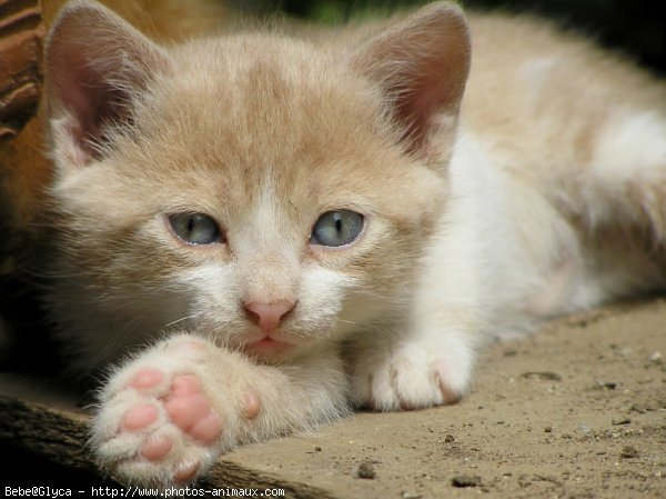 Photo de Chat domestique