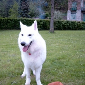 Photo de Berger blanc suisse