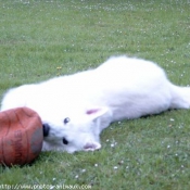 Photo de Berger blanc suisse