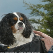 Photo de Cavalier king charles spaniel