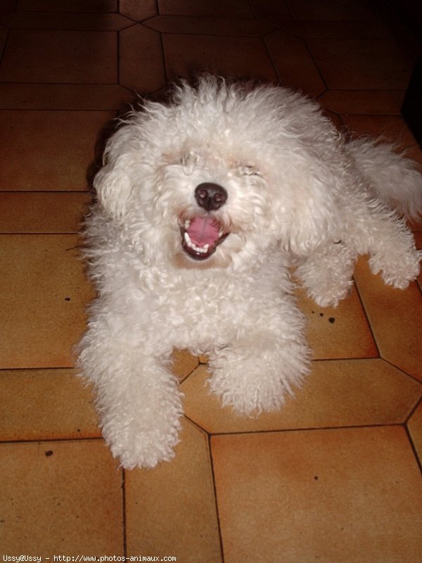 Photo de Bichon  poil fris