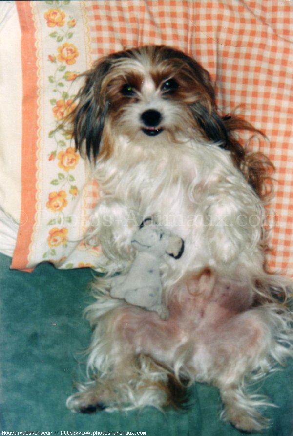 Photo de Shih tzu