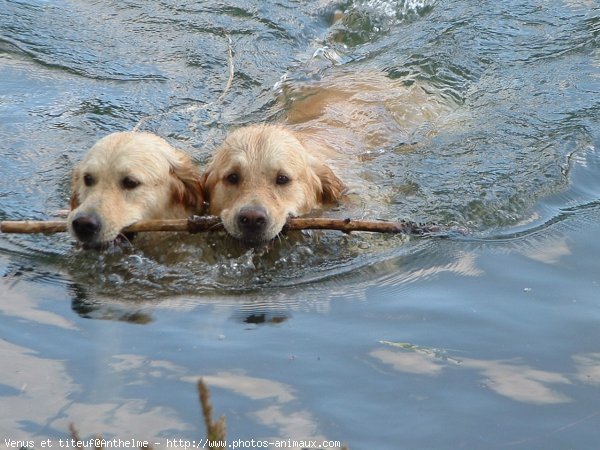 Photo de Golden retriever