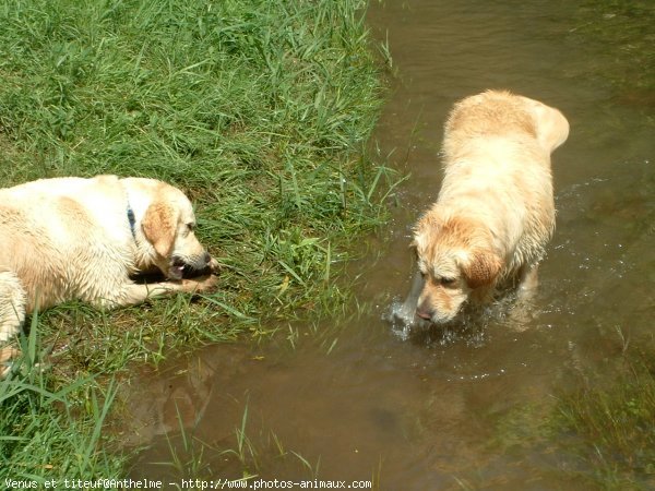 Photo de Golden retriever