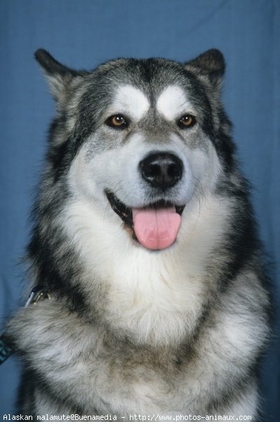 Photo de Malamute de l'alaska