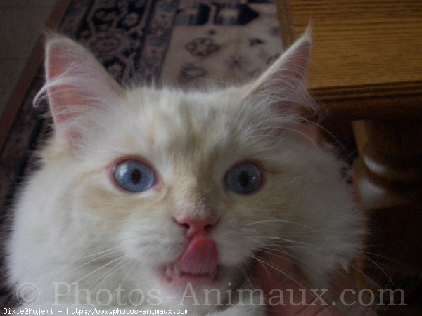 Photo de Ragdoll