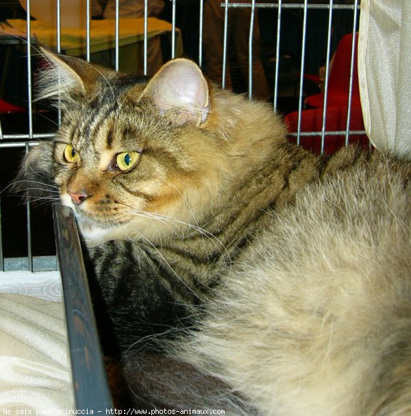 Photo de Maine coon