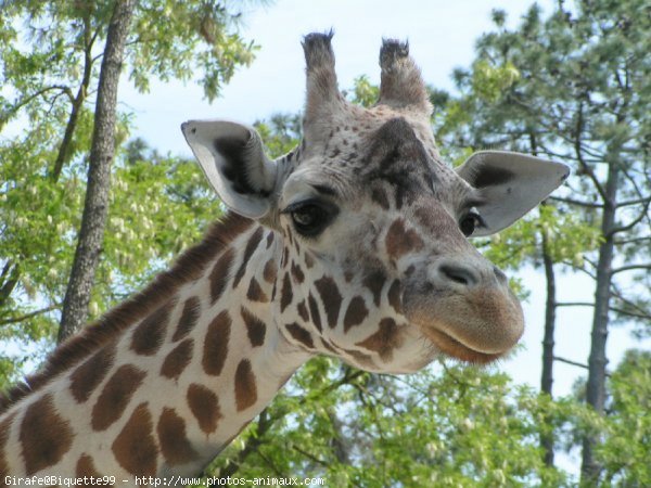 Photo de Girafe