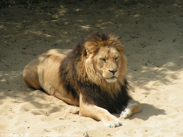 Photo de Lion