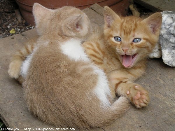 Photo de Chat domestique