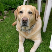 Photo de Labrador retriever