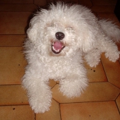 Photo de Bichon  poil fris