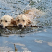 Photo de Golden retriever