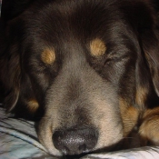 Photo de Dogue du tibet