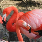 Photo de Flamand rose