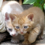 Photo de Chat domestique