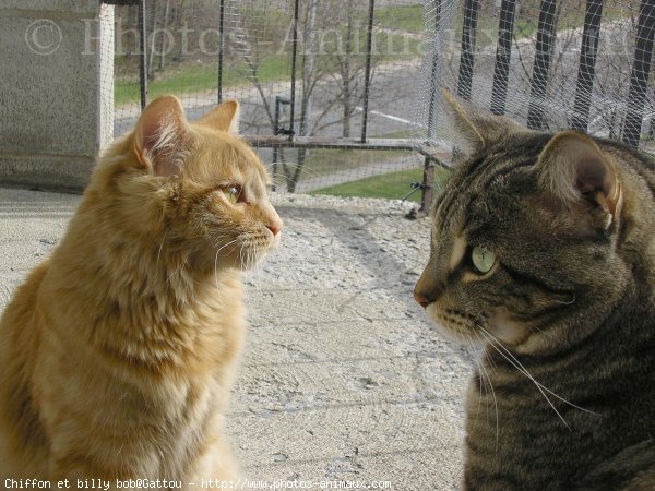 Photo de Chat domestique