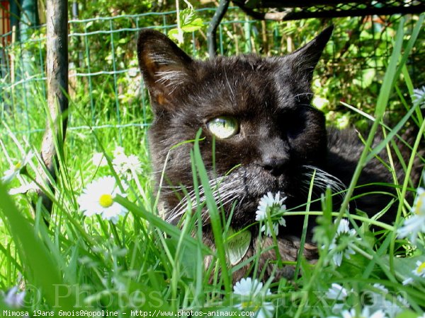 Photo de Chat domestique