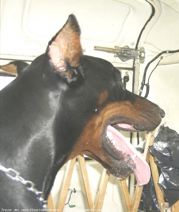 Photo de Dobermann