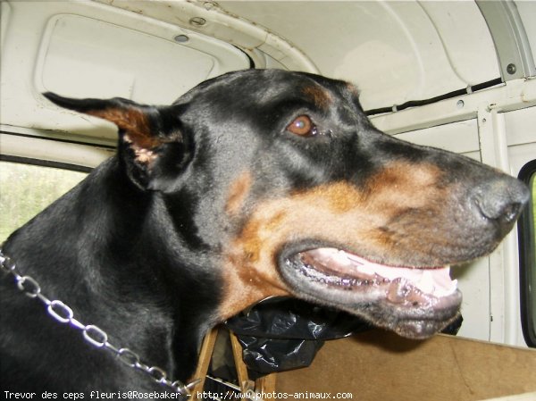 Photo de Dobermann