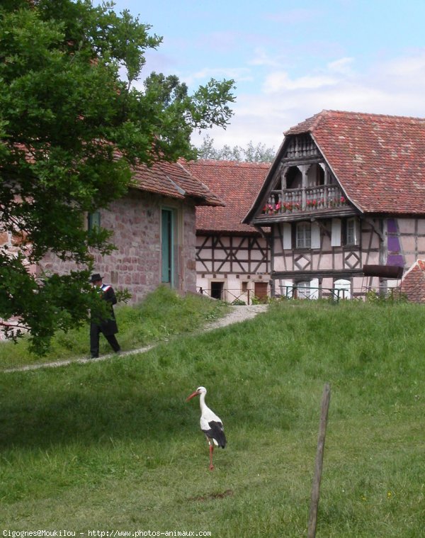 Photo de Cigogne