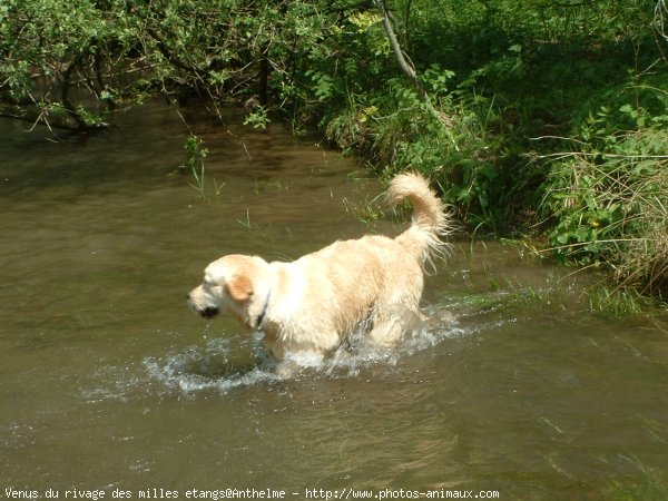 Photo de Golden retriever