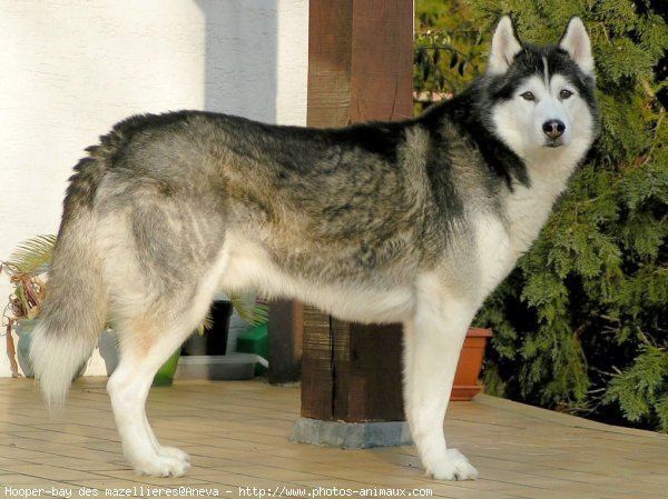 Photo de Husky siberien