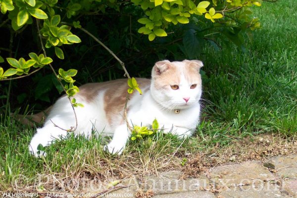 Photo de Scottish fold