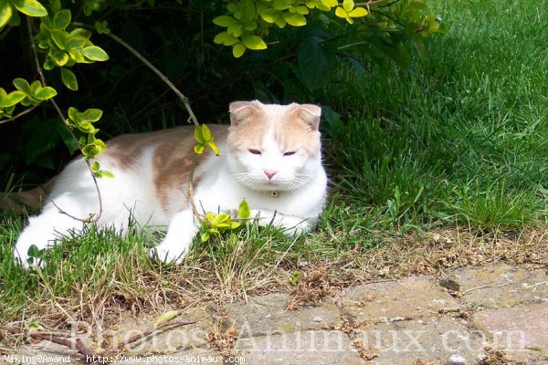 Photo de Scottish fold