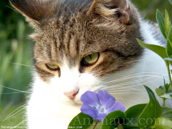 Photo de Chat domestique